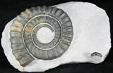 Anetoceras Ammonite With Trilobite Head #23868-2